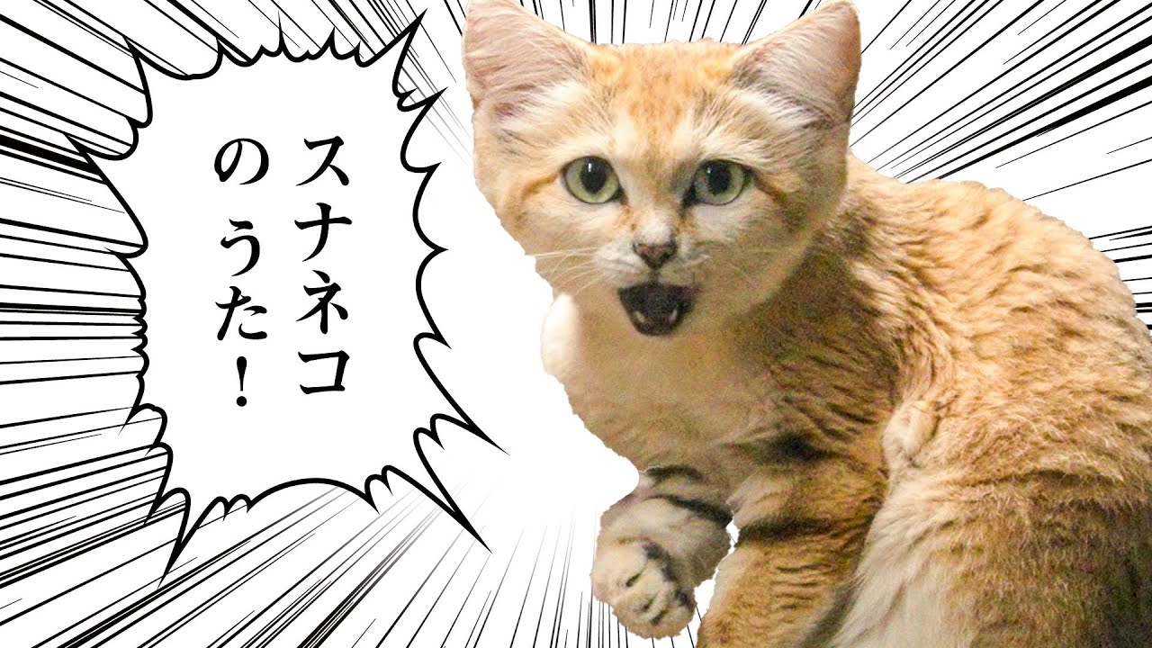 スナネコのうた（Sand cat song）Official MV