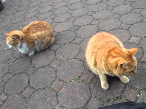 地震で揺れる猫たち Earthquake shakes Cats