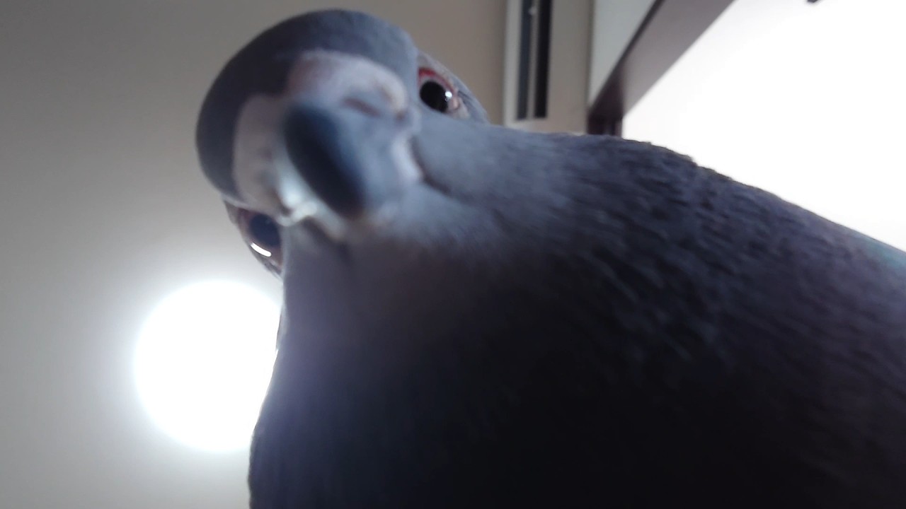 ハトASMR（爆音）