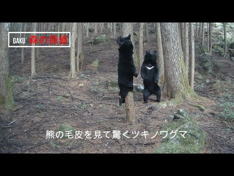 熊の毛皮にツキノワグマ…が