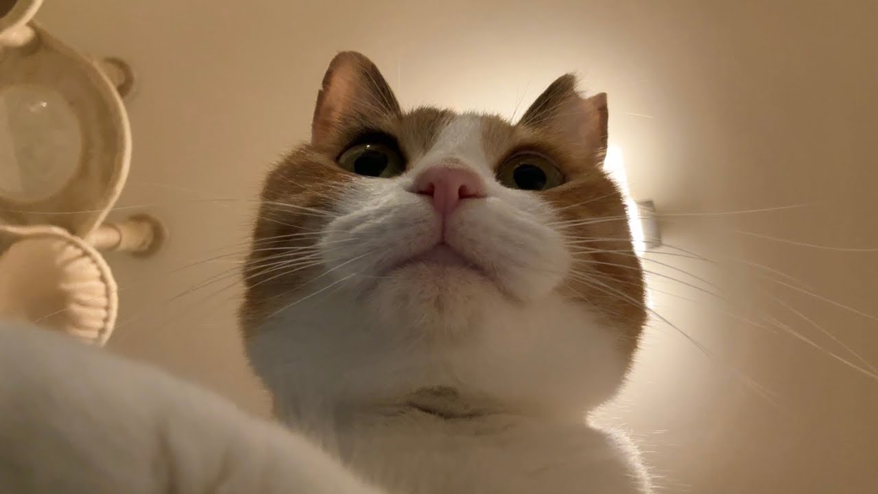 セルフィーにゃんず