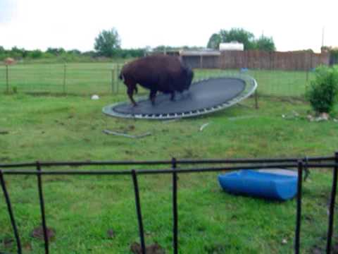 buffalo jumps on trampilene00370