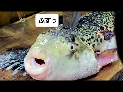 【職人技】100年続く魚屋のトラフグ捌き方・下処理・刺身How to prepare large fish