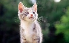 猫の娘 みぅ
