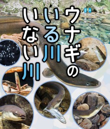 ウナギのいる川 いない川