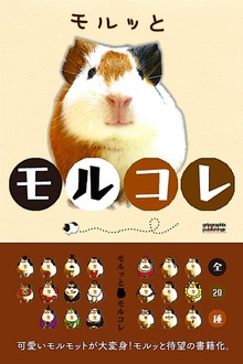 モルッとモルコレ〜可愛いモルモットが大変身！MARMOT COLLECTION〜