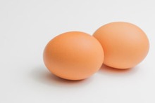 卵が孵ったら、魔鳥が産まれた