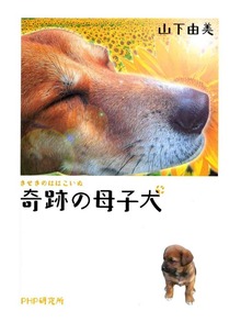 奇跡の母子犬