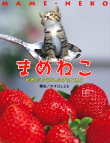 まめねこ 世界でいちばんちいさなこねこ