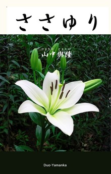 ささゆり