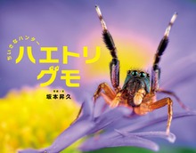 ちいさなハンター ハエトリグモ