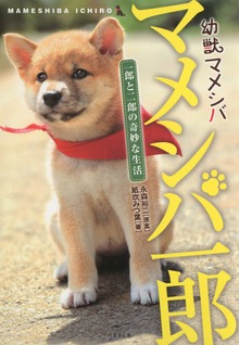 幼獣マメシバ