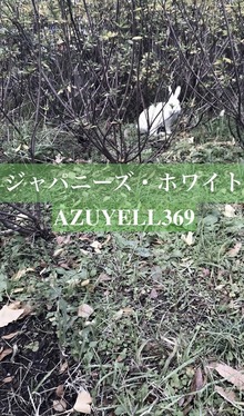 ジャパニーズ・ホワイト