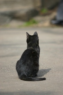 野良ネコ『クロ』と飼い猫『ミケ』