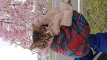 奇跡の猫 みにゃん
