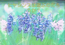 ヒヤシンスは遊ぶのだろうか？