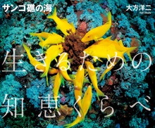 サンゴ礁の海 生きるための知恵くらべ